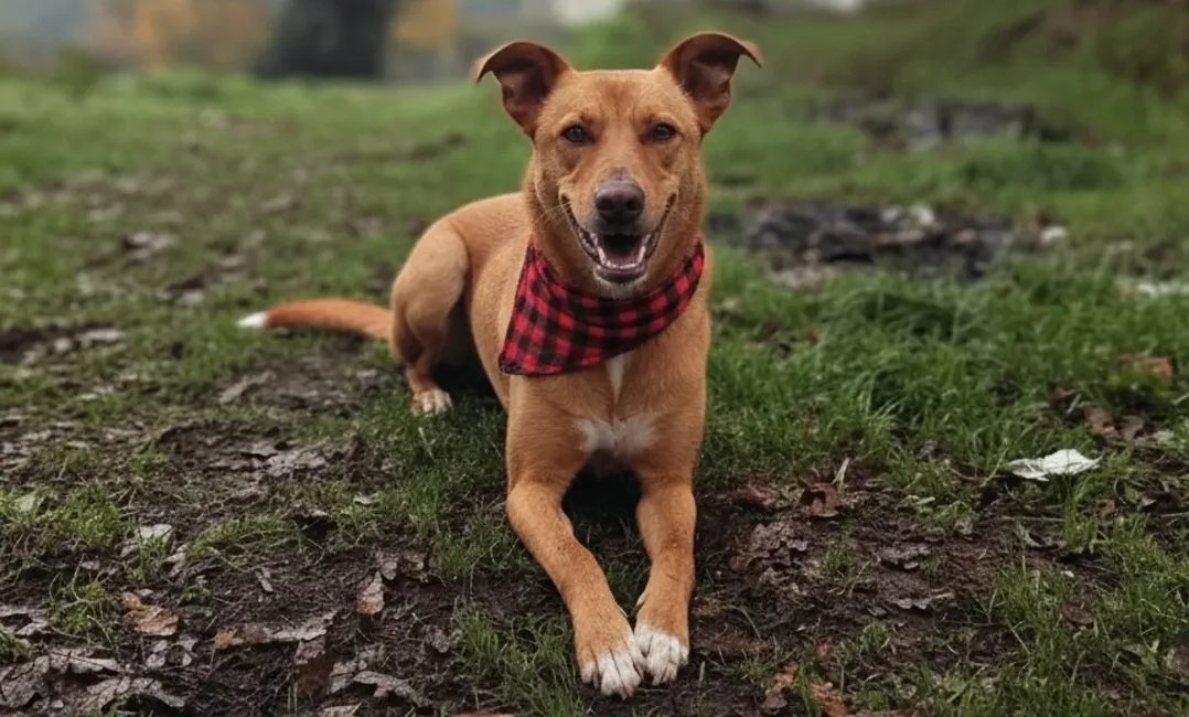 Tommy, cão para adoção